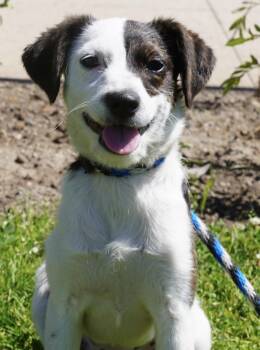 Bree -  Jack Russell Terrier Dog for Adoption in Pottsville, Pennsylvania - Bree | PetCurious