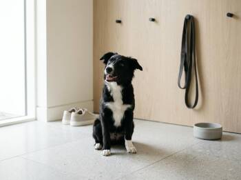 KODA - COURTESY LISTING -  Border Collie Dog for Adoption in Richmond, Virginia - KODA - COURTESY LISTING | PetCurious