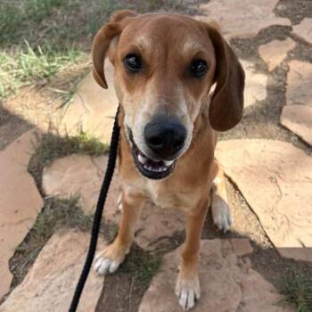 Hound and Mixed Breed Dogs Available for Adoption in Flagstaff, Arizona - Tater | PetCurious