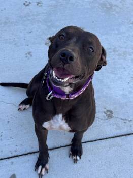 Honeybee -  Pit Bull Terrier Dog for Adoption in Hackensack, Minnesota - Honeybee | PetCurious
