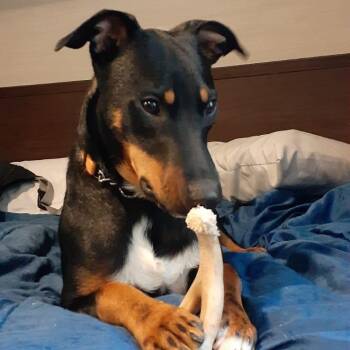 Yellow -  Mixed Breed Dog for Adoption in Richmond, Virginia - Yellow | PetCurious