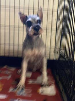 Rescue Schnauzer Dogs for Adoption in Lewistown, Pennsylvania - Scampi | PetCurious