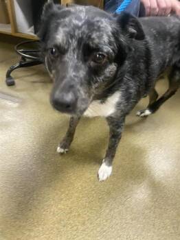 Willow -  Australian Cattle Dog Blue Heeler Dog for Adoption in Vancouver, Washington - Willow | PetCurious