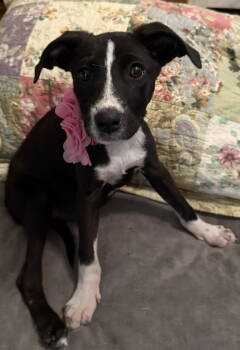 Rescue Terrier Dogs for Adoption in Euless, Texas - Macy | PetCurious