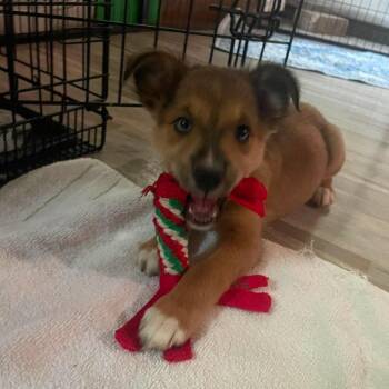 Mrs. Potato Head -  Mixed Breed Dog for Adoption in Fredericksburg, Virginia - Mrs. Potato Head | PetCurious