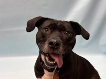 Daphne -  Labrador Retriever and Mixed Breed Dog for Adoption in Golden Valley, Minnesota - Daphne | PetCurious