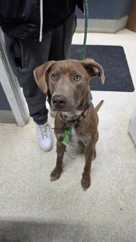 Rescue Weimaraner and Mixed Breed Dogs for Adoption in Virginia, Minnesota - Hambrick | PetCurious