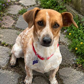 American Foxhound and Hound Dogs Available for Adoption in Boerne, Texas - Bambi | PetCurious