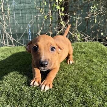 Miley -  Dachshund Dog for Adoption in Harlingen, Texas - Miley | PetCurious