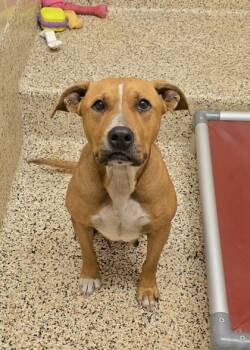 Rescue Mixed Breed Dogs for Adoption in Aiken, South Carolina - Prudence 55180 | PetCurious