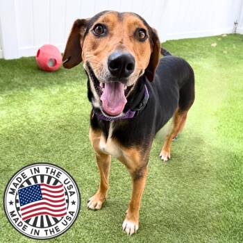 Arturo -  Mixed Breed Dog for Adoption in St. Petersburg, Florida - Arturo | PetCurious
