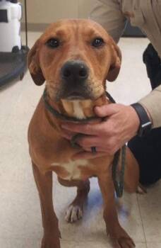 Redbone Coonhound and Rhodesian Ridgeback Dogs Available for Adoption - Ronan (aka Red) | PetCurious