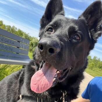 German Shepherd Dog Dogs Available for Adoption in Matteson, Illinois - Yoshi | PetCurious