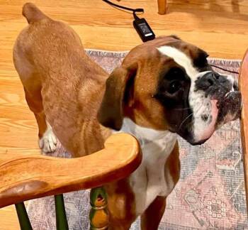 Ilka -  Boxer Dog for Adoption in Monticello, New York - Ilka | PetCurious