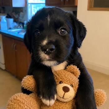 Charlotte -  Labrador Retriever and Border Collie Dog for Adoption in South Elgin, Illinois - Charlotte | PetCurious