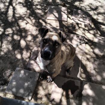 Rescue Pit Bull Terrier Dogs for Adoption in Parker, Arizona - Precious | PetCurious