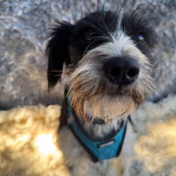 Rescue Terrier Dogs for Adoption in San Diego, California - Solange | PetCurious
