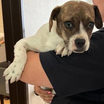 Beagle and Mixed Breed Dogs Available for Adoption in Pacifica, California - Andy | PetCurious