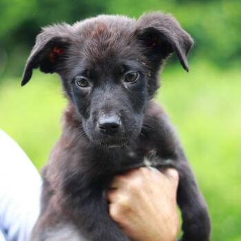 CT Bud -  German Shepherd Dog and Labrador Retriever Dog for Adoption in Stormville, New York - CT Bud | PetCurious