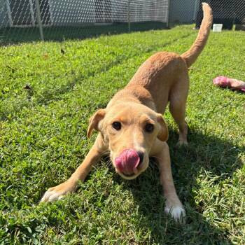 Sinai -  Border Collie and Husky Dog for Adoption in Roxboro, North Carolina - Sinai | PetCurious