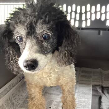 Addie -  Poodle Dog for Adoption in Montgomery, Alabama - Addie | PetCurious