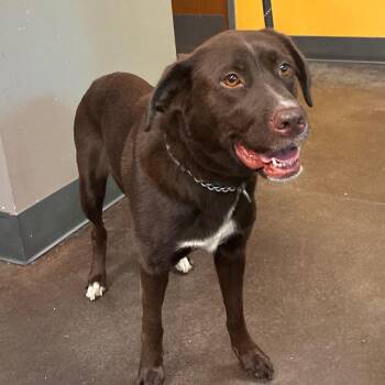Tess -  Chocolate Labrador Retriever and Husky Dog for Adoption in Norman, Oklahoma - Tess | PetCurious