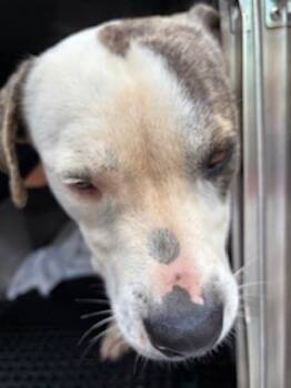 Rescue Pit Bull Terrier and Mixed Breed Dogs for Adoption in Honolulu, Hawaii - 59625194 | PetCurious