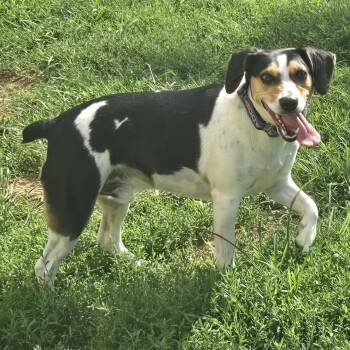 Hootie -  Rat Terrier and Beagle Dog for Adoption in Keokuk, Iowa - Hootie | PetCurious