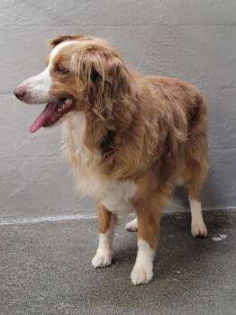 Josie -  Australian Shepherd Dog for Adoption in Brookings, Oregon - Josie | PetCurious