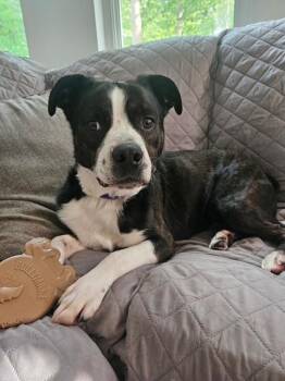 Tito -  Boston Terrier and Australian Shepherd Dog for Adoption in Loudon, Tennessee - Tito | PetCurious