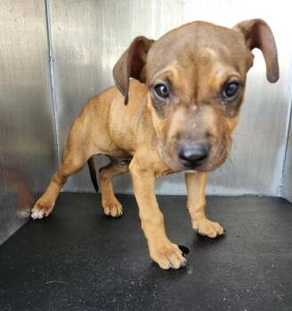 American Staffordshire Terrier Dogs Available for Adoption in San Antonio, Texas - CHICKEN | PetCurious