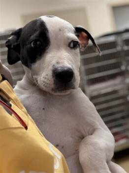 DANNY -  Pit Bull Terrier Dog for Adoption in Sacramento, California - DANNY | PetCurious
