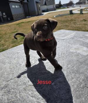 Labrador Retriever and Pit Bull Terrier Dogs Available for Adoption - Jesse | PetCurious
