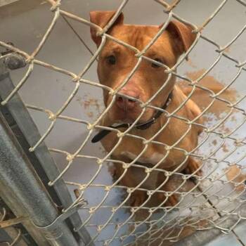 Mixed Breed Dogs Available for Adoption in Gadsden, Alabama - Bro | PetCurious