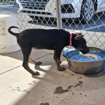 Louise -  Terrier and Mixed Breed Dog for Adoption in Blountville, Tennessee - Louise | PetCurious