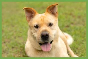 Lady -  Shar Pei and Labrador Retriever Dog for Adoption in Amherst, Massachusetts - Lady | PetCurious