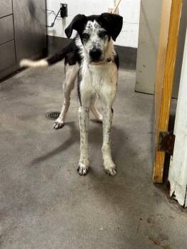 KORI -  Pointer and Mixed Breed Dog for Adoption - KORI | PetCurious