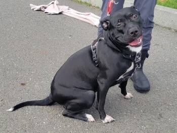 Pit Bull Terrier and Mixed Breed Dogs Available for Adoption - CALI BEAR | PetCurious