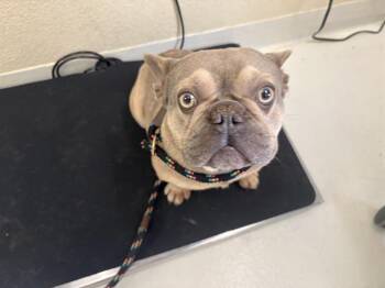 NAPOLEON* -  French Bulldog Dog for Adoption in Santa Cruz, California - NAPOLEON* | PetCurious