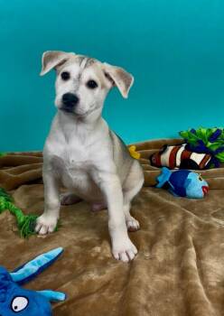 Shepherd and Husky Dogs Available for Adoption in Phoenix, Arizona - Trout | PetCurious