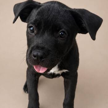 Sleepy -  Labrador Retriever Dog for Adoption in South Elgin, Illinois - Sleepy | PetCurious