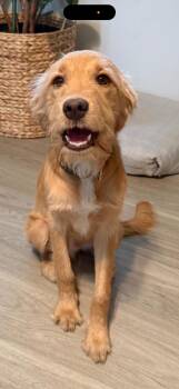 Golden Retriever and Poodle Dogs Available for Adoption - Murphy | PetCurious