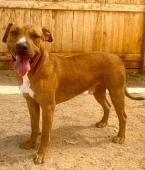 Rescue Staffordshire Bull Terrier and Labrador Retriever Dogs for Adoption in Joshua Tree, California - WOODSTOCK | PetCurious