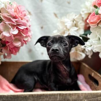Kitty -  Chihuahua Dog for Adoption in Newberg, Oregon - Kitty | PetCurious