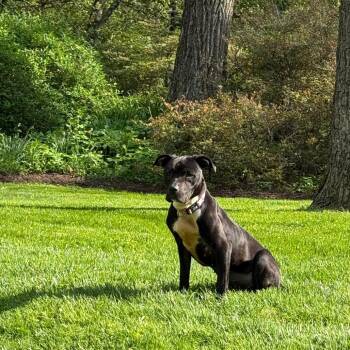 Pit Bull Terrier Dogs Available for Adoption in Baltimore, Maryland - Moosey | PetCurious