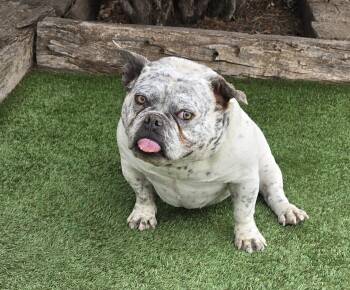 Absolutely Adorable Ms Artie = Star Wars Character CUTE -  English Bulldog Dog Available for Adoption in North Valley, New Mexico - Absolutely Adorable Ms Artie = Star Wars Character CUTE | PetCurious