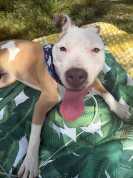 Shelly -  Pit Bull Terrier and Mixed Breed Dog for Adoption - Shelly | PetCurious
