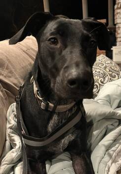 Bailey -  Black Labrador Retriever and German Shepherd Dog Dog for Adoption in Ladonia, Texas - Bailey | PetCurious