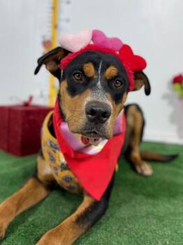 Baloo-One of our Amazing Rescue Dogsre -  Rottweiler and Doberman Pinscher Dog for Adoption in Carlsbad, California - Baloo-One Of Our Amazing Rescue Dogsre | PetCurious