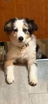 Margo -  Australian Shepherd Dog for Adoption in Garland, Texas - Margo | PetCurious